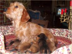 8 juillet 2008 : naissance de 5 beaux bébés pour Beauty